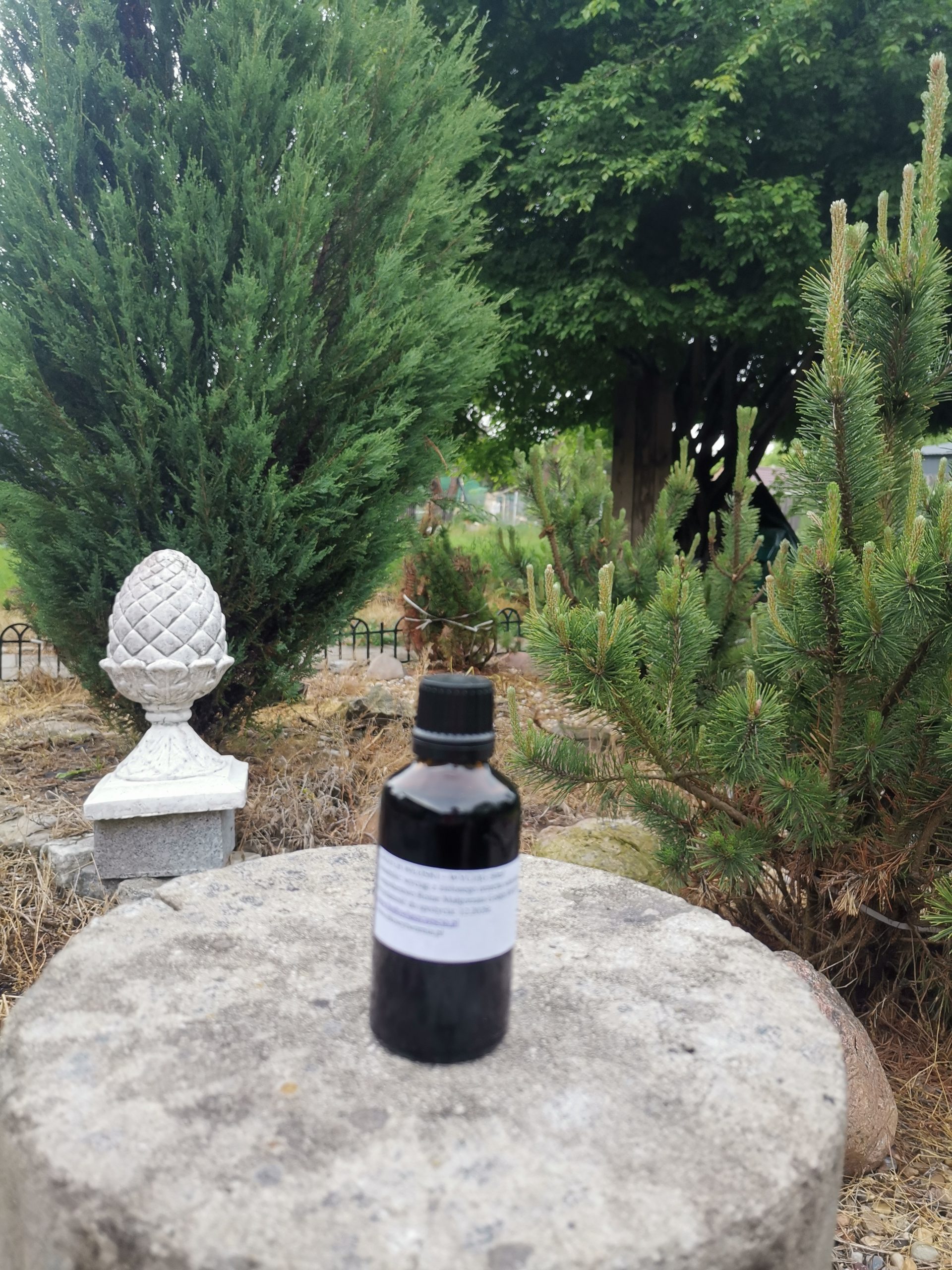 Wyciąg z zielonych orzechów 50ml - obrazek 4