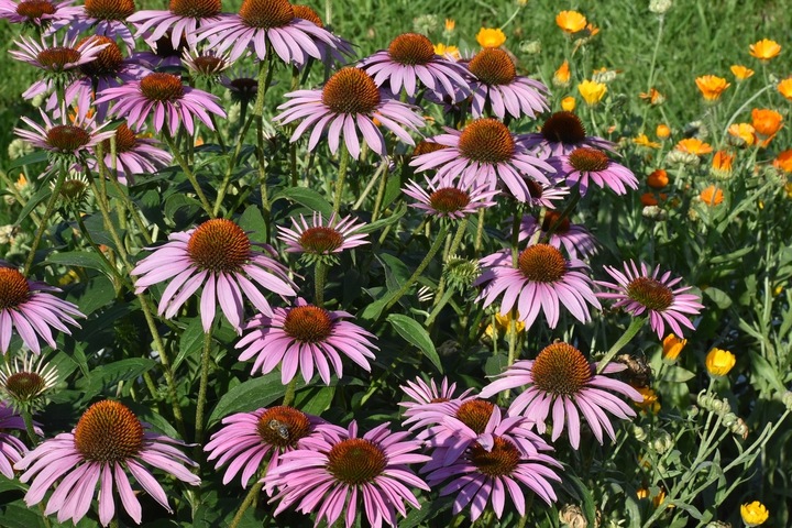 Wyciąg z jeżówki purpurowej / Echinacea jeżówka wąskolistna 50ml - obrazek 2