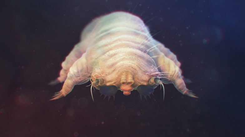 You are currently viewing Czym jest nużeniec ludzki?