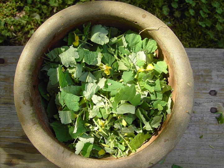 Krem z glistnikiem jaskółcze ziele - obrazek 2